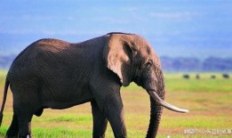 大象新闻家长爆料,校园安全引关注，大象新闻聚焦校园安全隐患